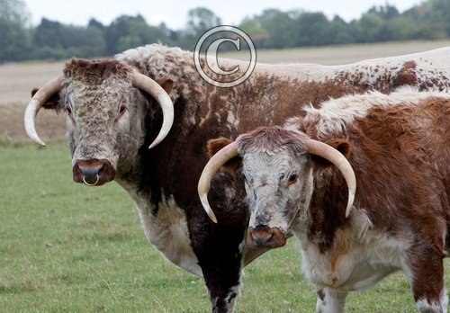 Longhorns [Cow and Bull] DM1277